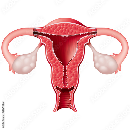 Uterus