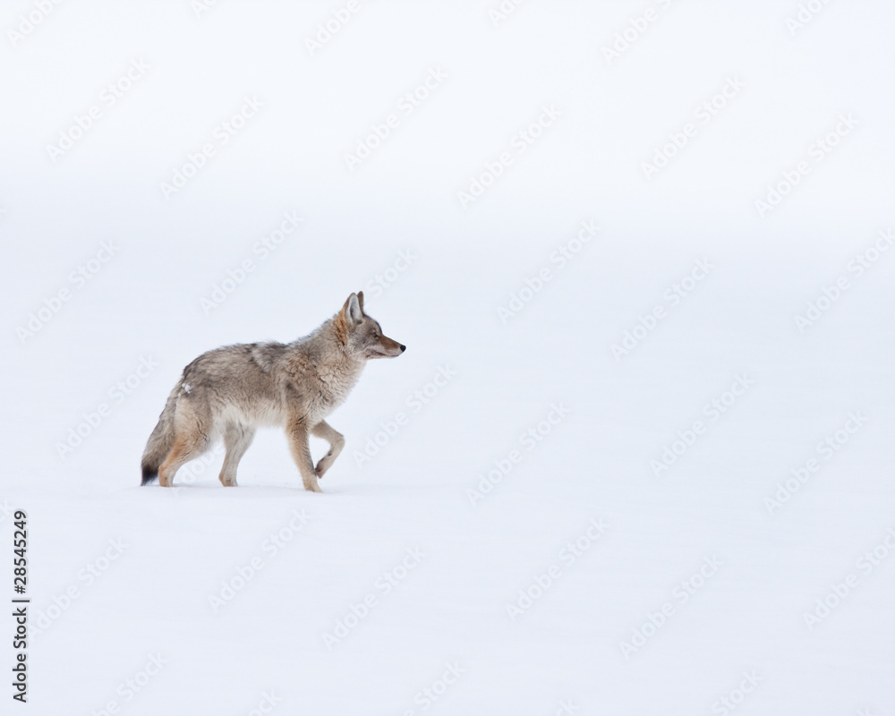Fototapeta premium Coyote during winter
