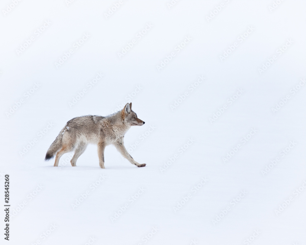 Coyote during winter Coyote during winter
