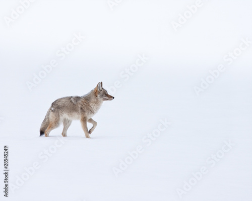 Coyote during winter