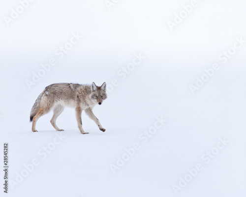 Coyote during winter