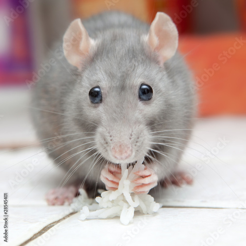 Quadro em tela Rat qui mange du riz