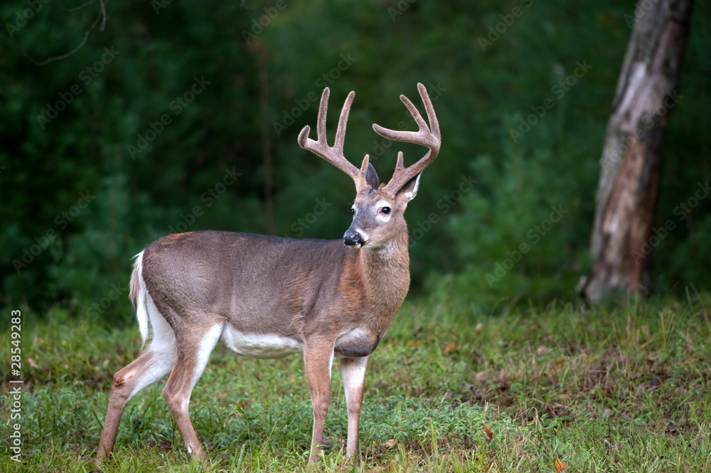 Obraz premium white-tailed deer buck with velvet antlers