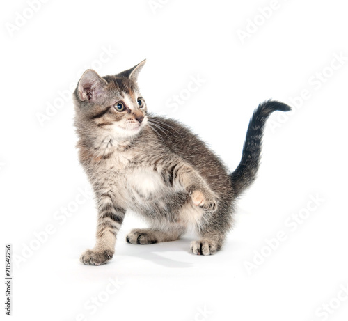 Tabby kitten on hind legs