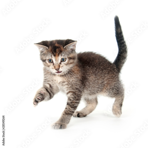 Tabby kitten on hind legs