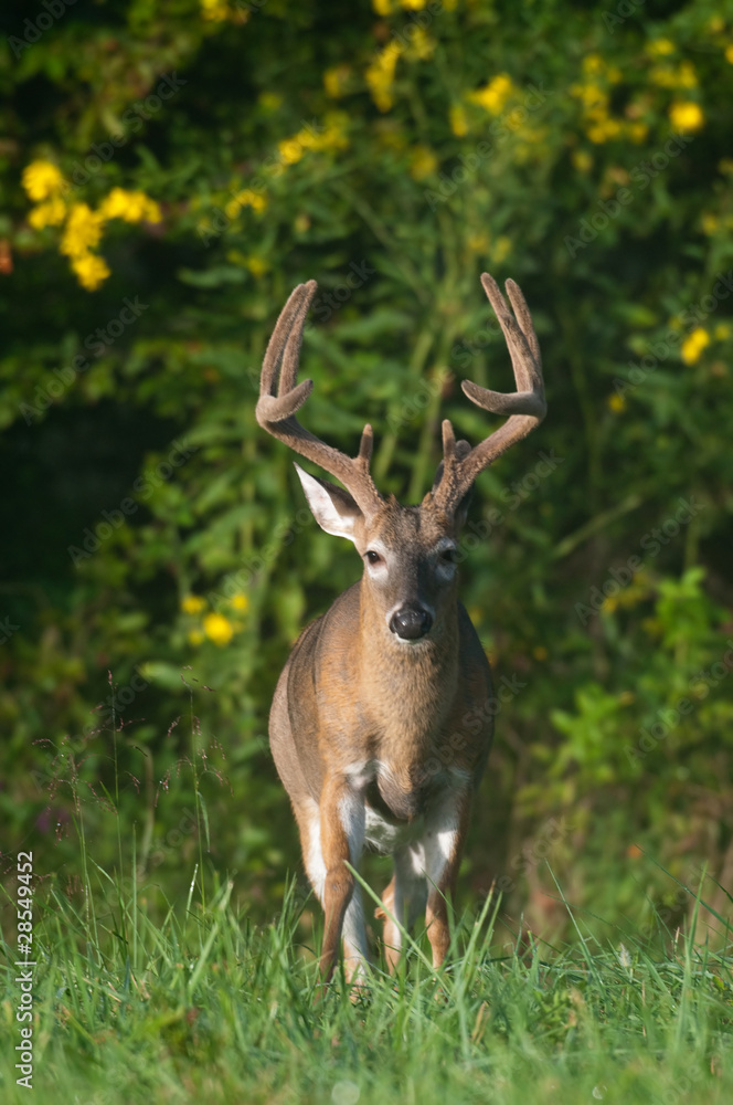 white-tailed deer buck with velvet antlers white-tailed deer buck with velvet antlers