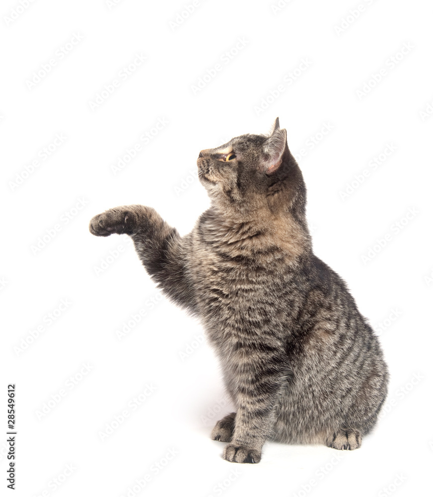 Fototapeta premium Cute tabby cat