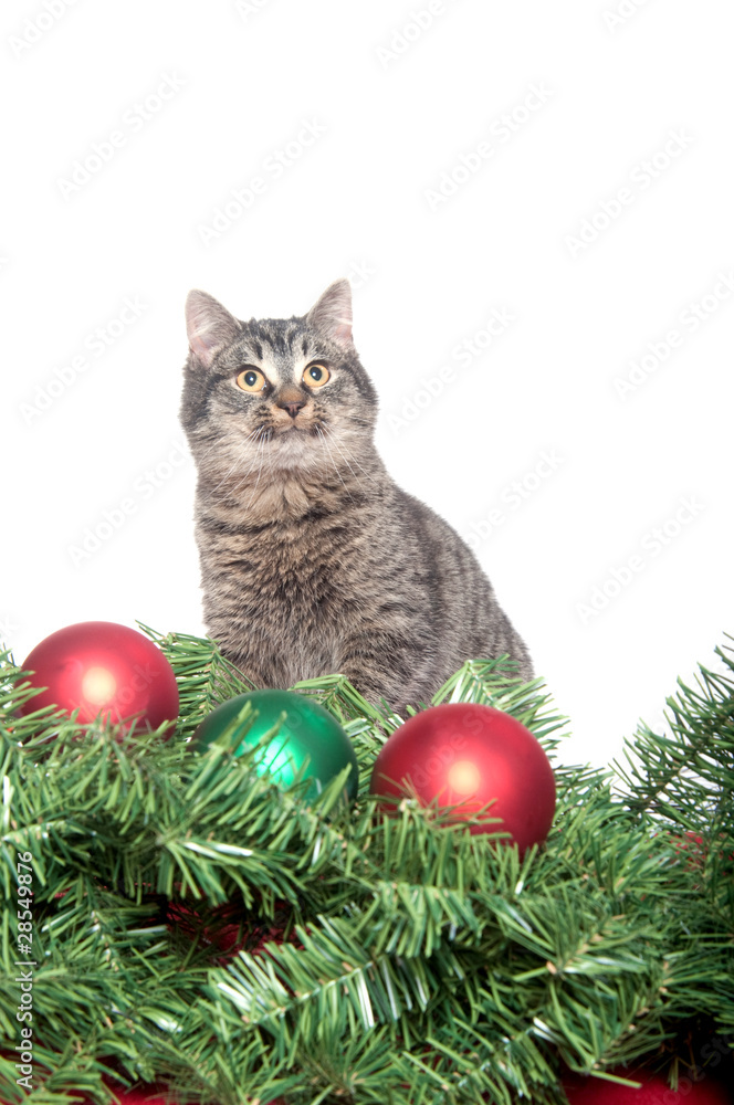Cute tabby kitten with Christmas tree and ornaments