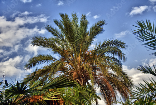 Palma Arecaceae