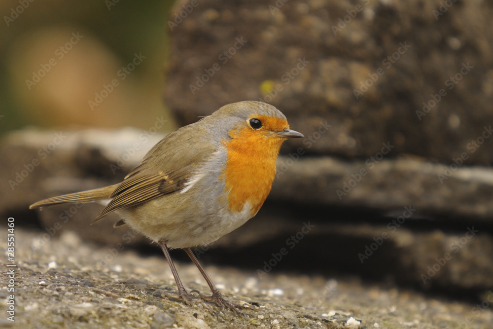 Robin, Erithacus rubecola