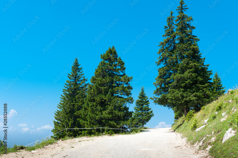 Wide mountain trail with spruces on green slope under blue sky Wide mountain trail with spruces on green slope under blue sky