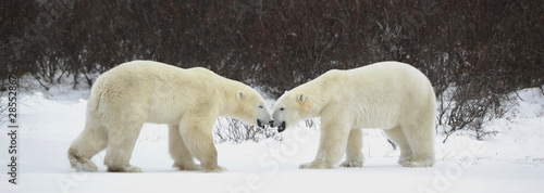 Meeting of two polar bears.