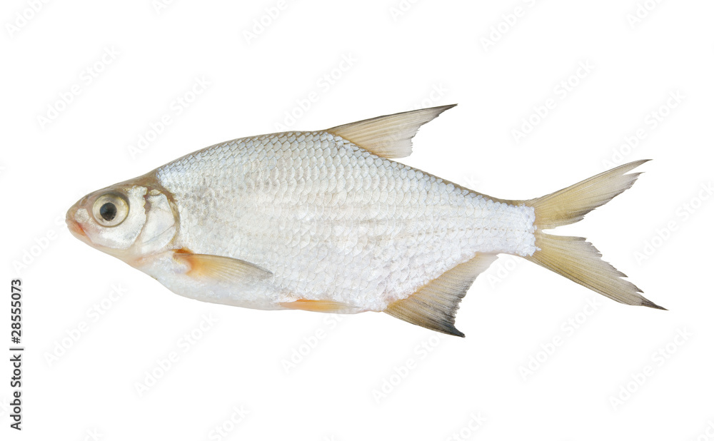 Fototapeta premium Bream fish isolated on white background