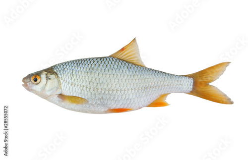 Roach fish isolated on white