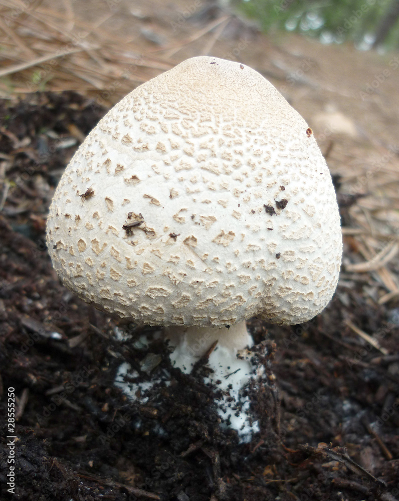 Parasol inmaduro Parasol inmaduro
