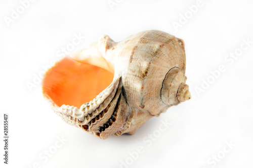 Fotografia Sea cockleshell on a white background