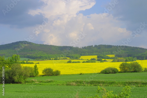 Pole rzepakowe photo