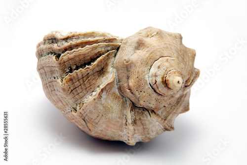 Sea cockleshell on a white background