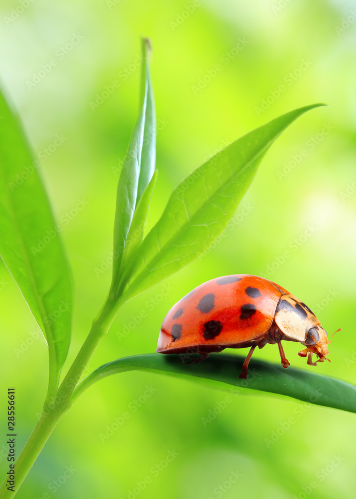 Obraz premium Ladybug on fresh green leaf.
