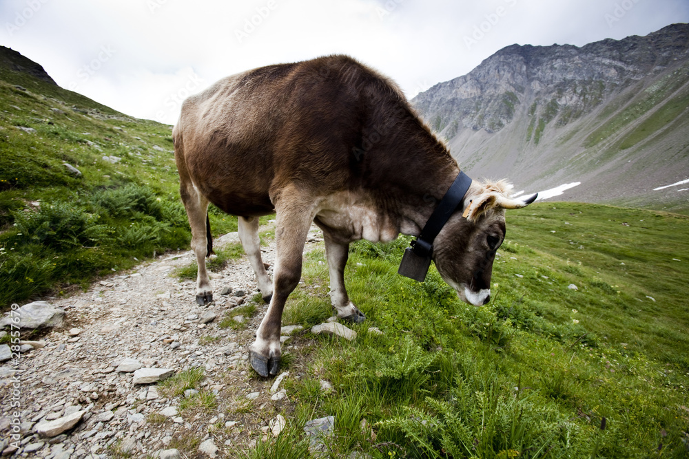 Fototapeta premium Cow