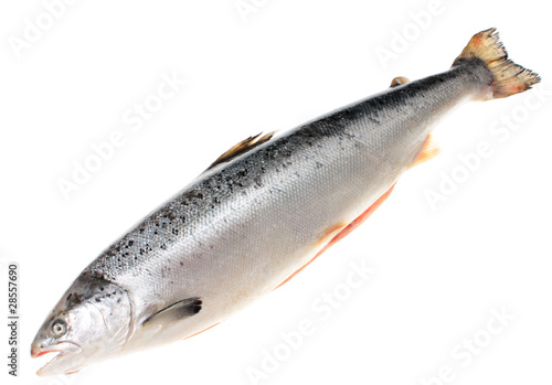 trout, isolated.