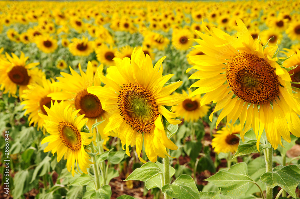 Obraz premium Sunflowers field