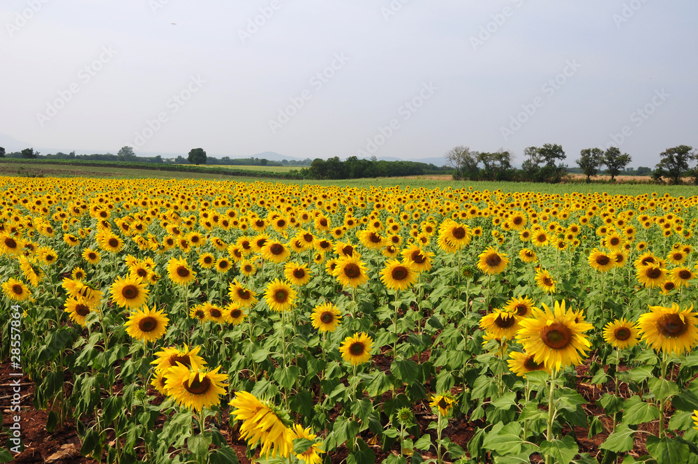 Sunflowers field Sunflowers field