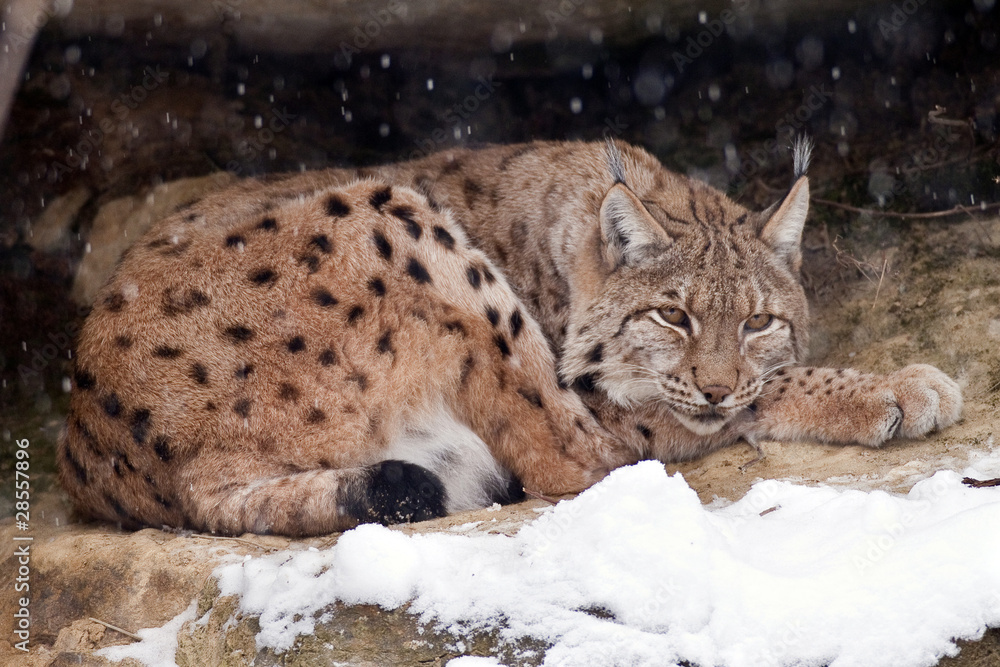 Fototapeta premium lince