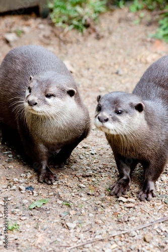 Couple of otters watching