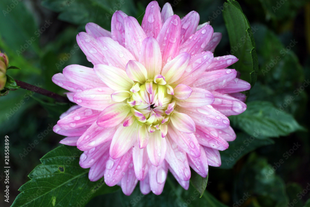 Fototapeta premium flower