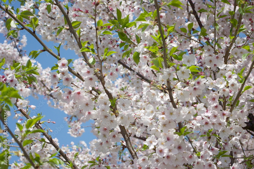 青空へ伸びる桜