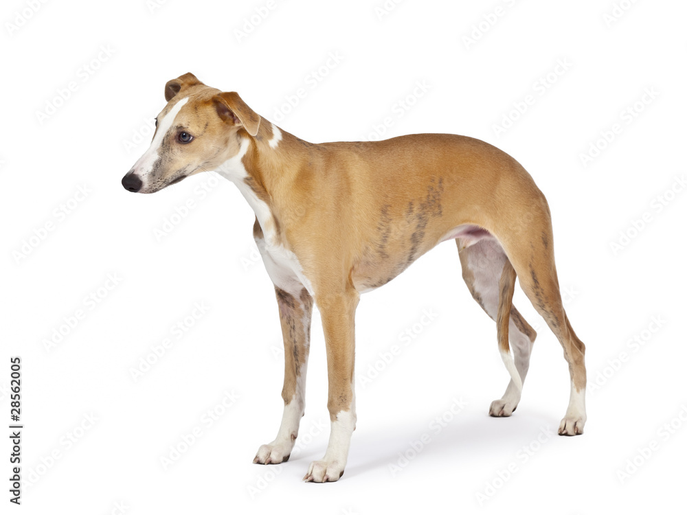 whippet