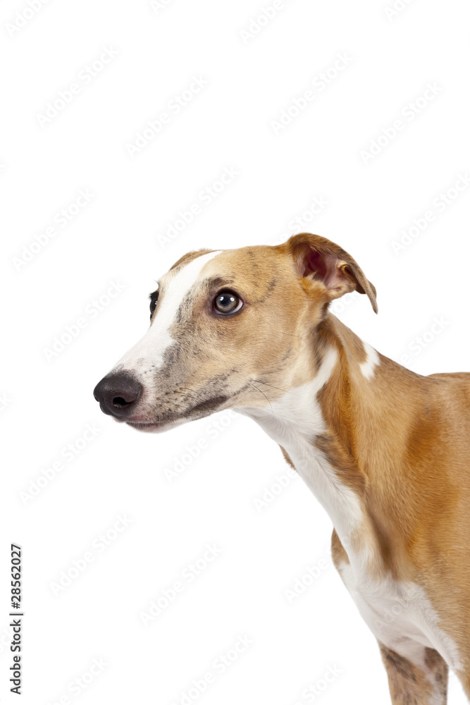 whippet whippet