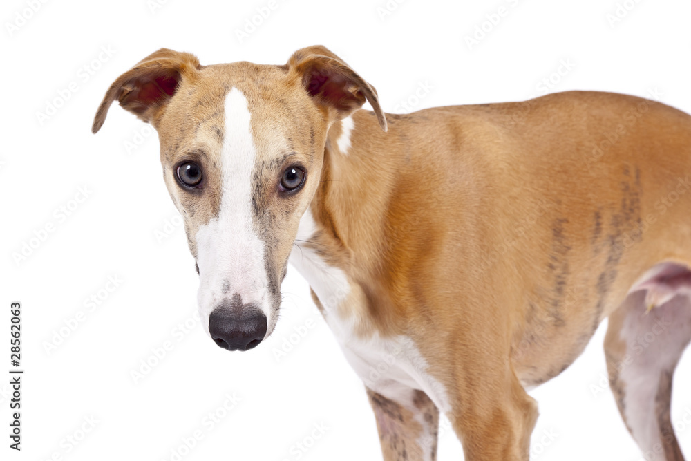 whippet