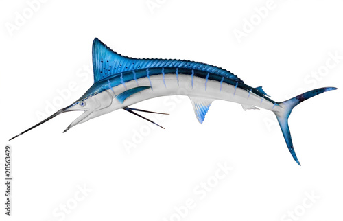 Swordfish Isolated with Clipping Path