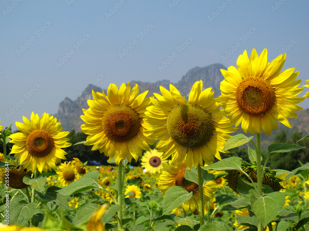 Sunflowers field