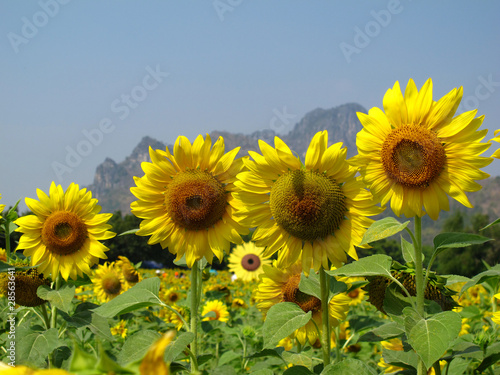 Sunflowers field