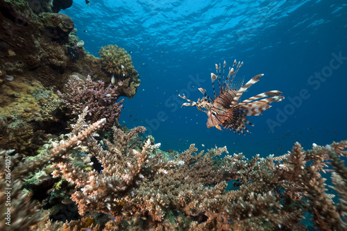 Lionfish and acropora.