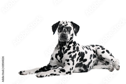 Hund Dalmatiner liegend