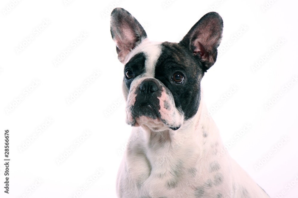 French Bulldogge Kopf Portrait