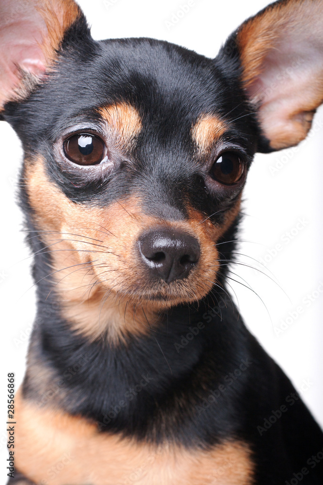 A portrait of a russian toy terrier