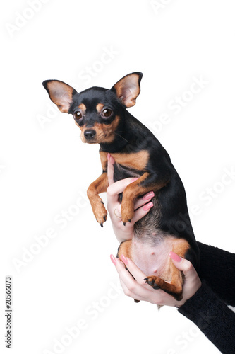 A russian toy terrier in women's hands