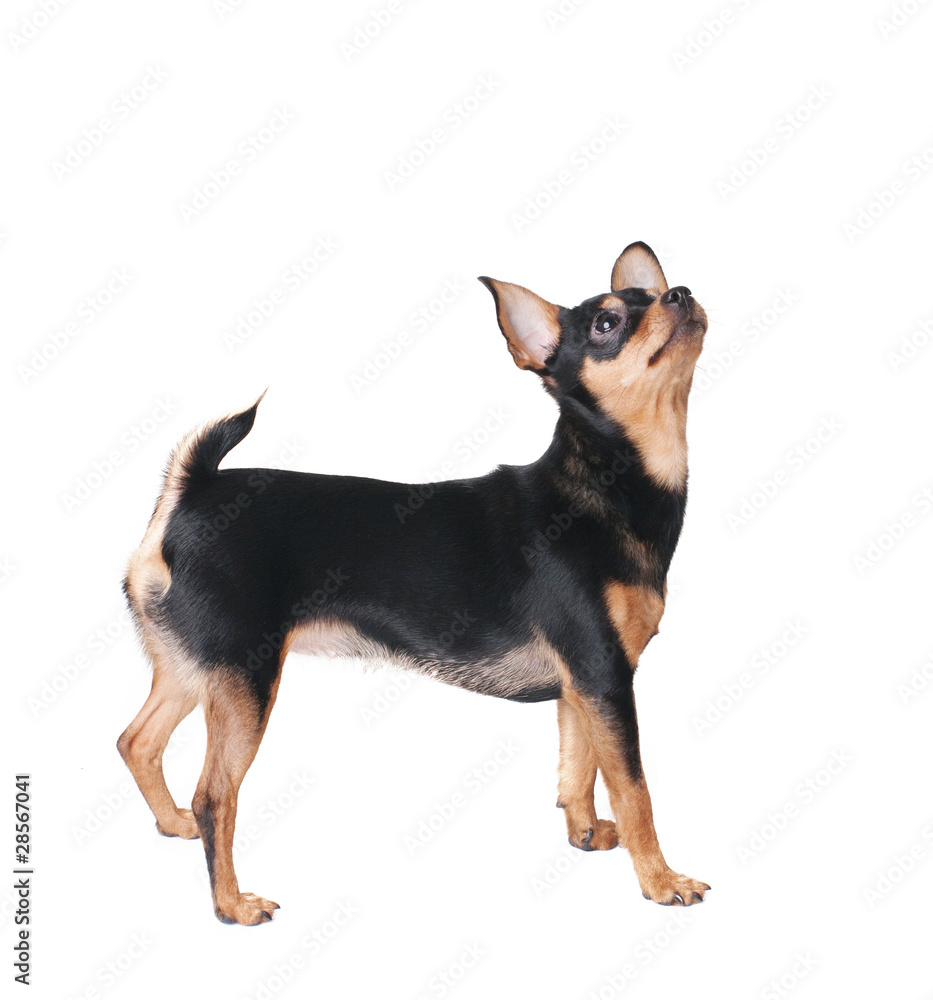 A russian toy terrier looking up