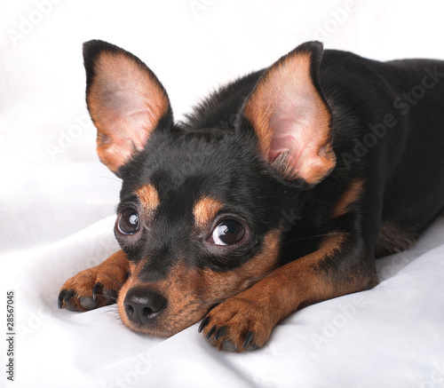 A close-up portrait of a lying russian toy terrier