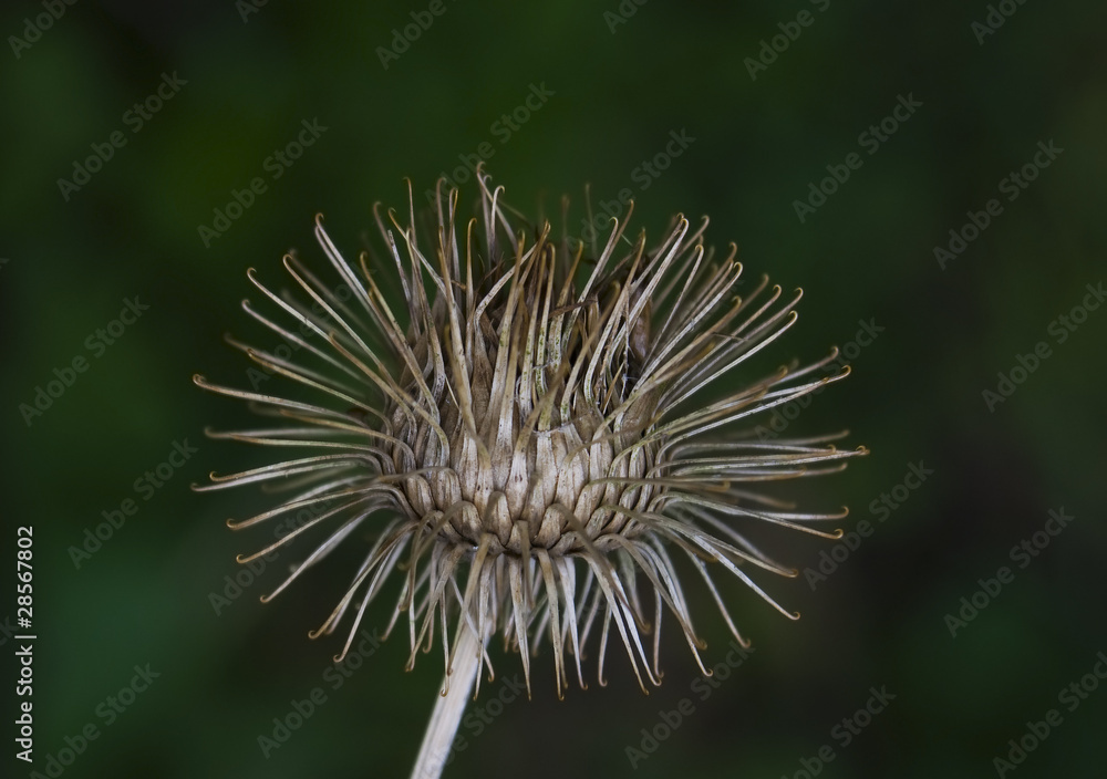 Łopian większy Arctium lappa
