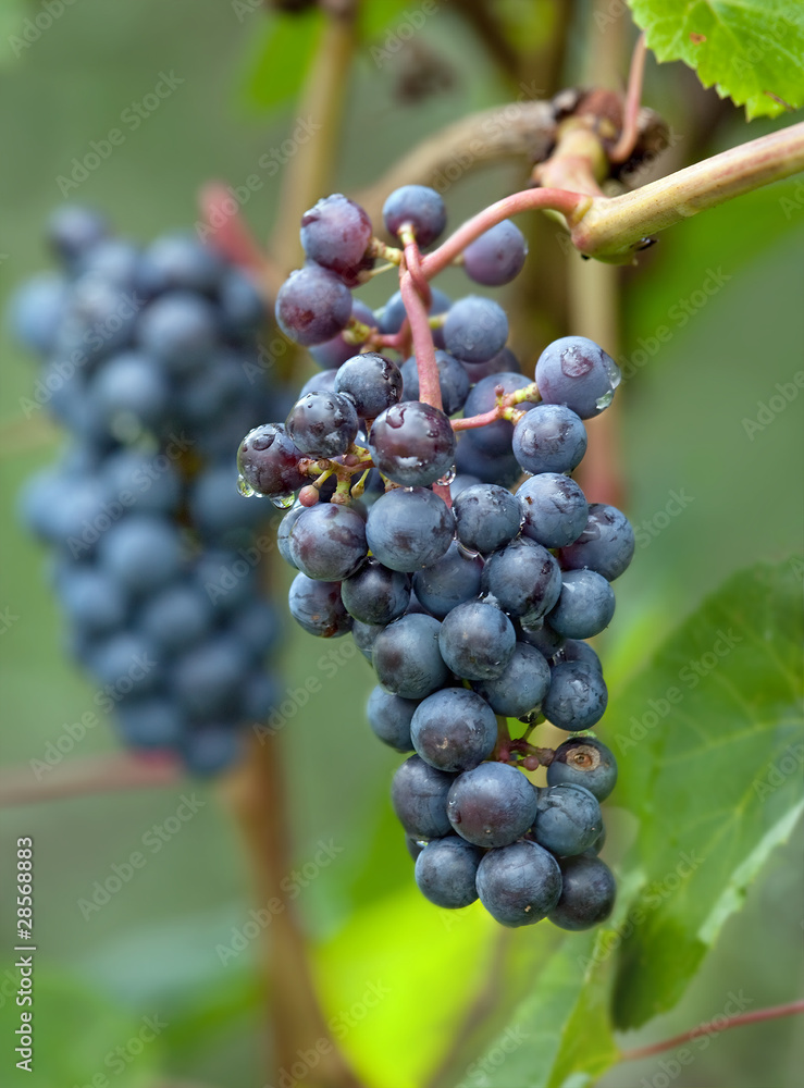 Cluster of dark blue grapes against foliage.