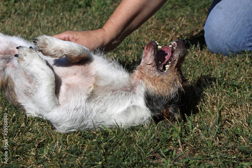 Jack Russell Terrier wird gestreichelt photo