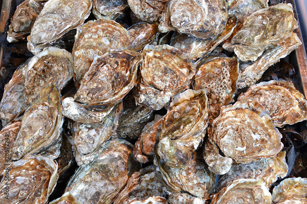 oysters oysters