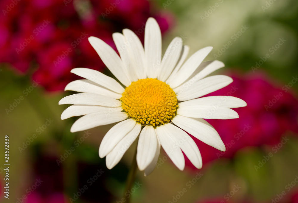 Obraz premium chamomile against flowers background