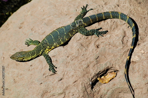 Lizard taking sun